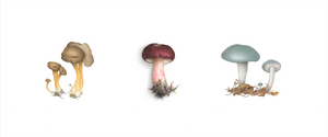 Triptych 3 mushrooms - Chanterelles en tube, russule, clytocibe odora