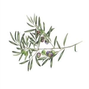 Olive branch