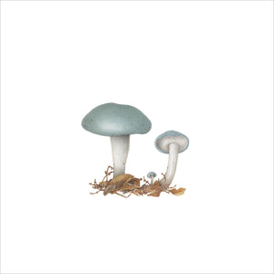 Blue mushrooms